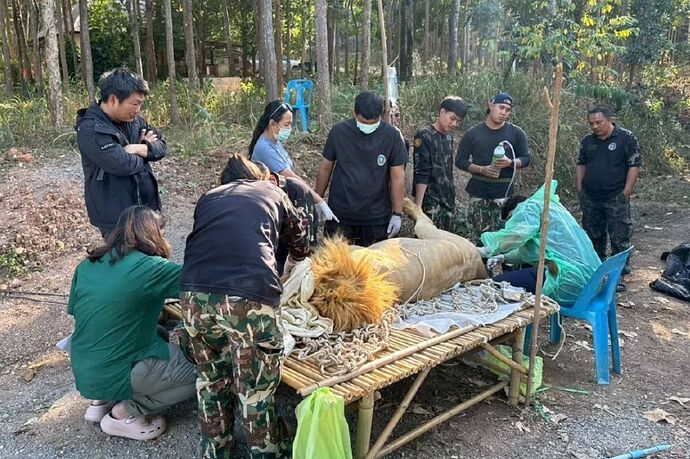 Lions rescued from Thai border undergo urgent medical treatment